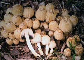  group of Coprinopsis variegata with longitudinal section through cap and stalk.